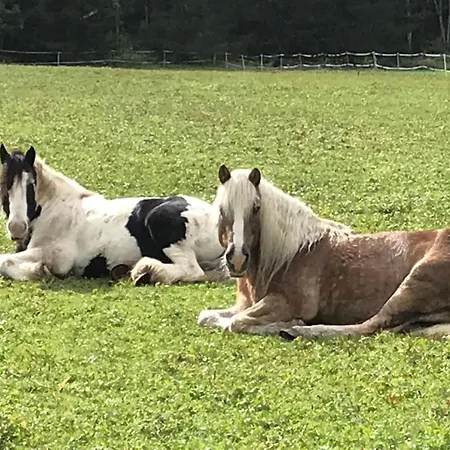 Pony-ziegen-hasen-ranch In By Interhome *