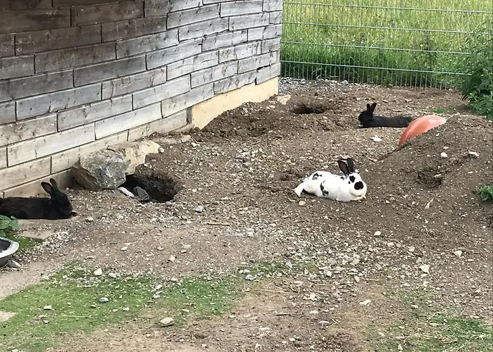 Apartment Pony-ziegen-hasen-ranch In By Interhome