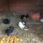 Apartmán Pony-ziegen-hasen-ranch In By Interhome Bichlbach